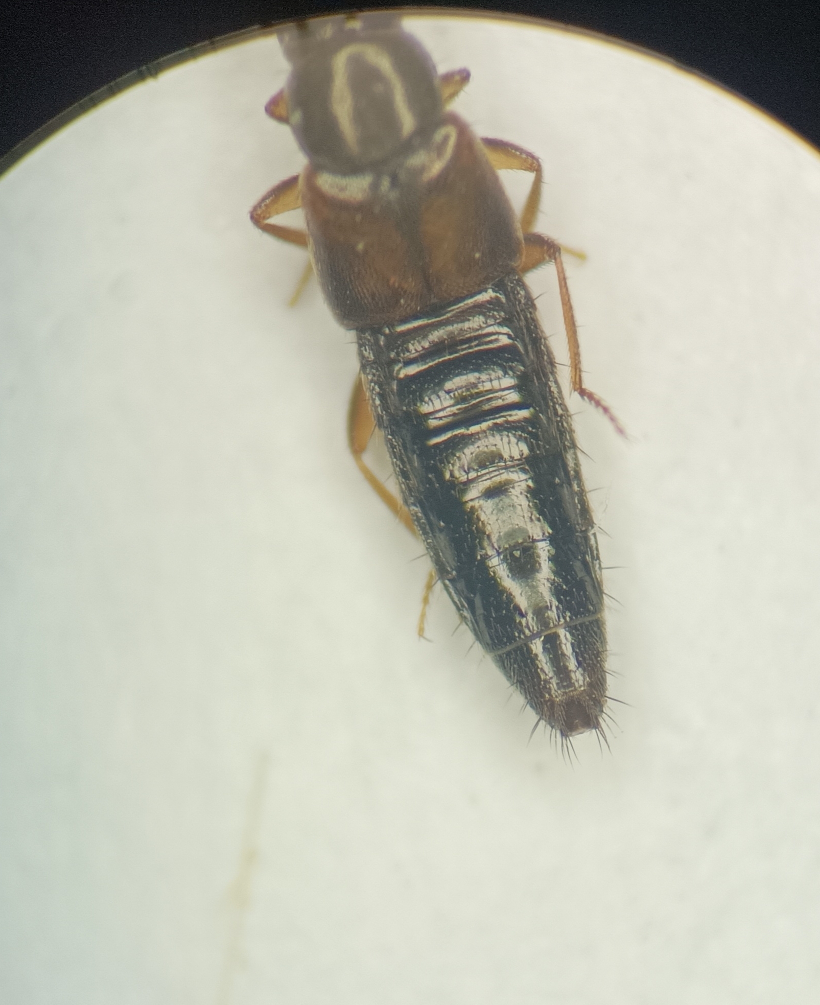 Atheta castanoptera