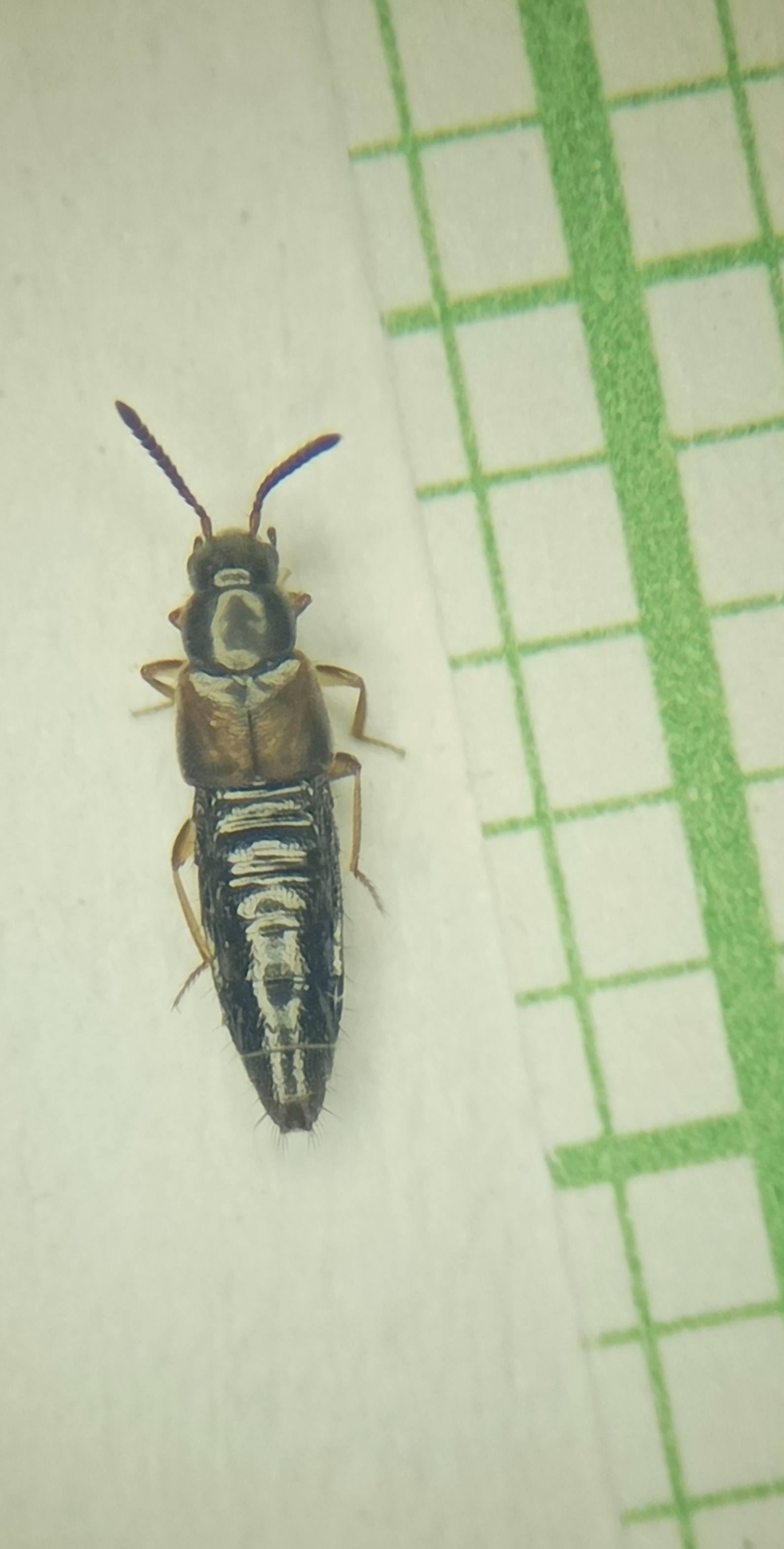 Atheta castanoptera - barnaszárnyú penészholyva