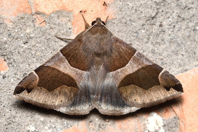 Dysgonia algira - déli porcelánbagoly