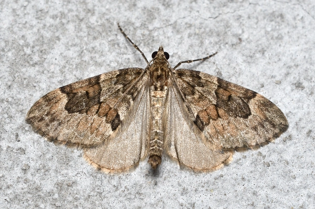 Thera variata/britannica