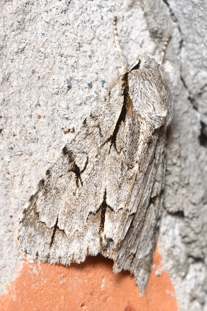 Acronicta cuspis/tridens/psi