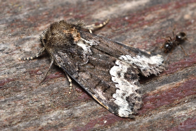 Oligia strigilis - kormos dudvabagoly