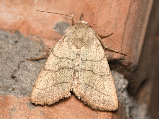 Charanyca trigrammica - háromsávos lombbagoly