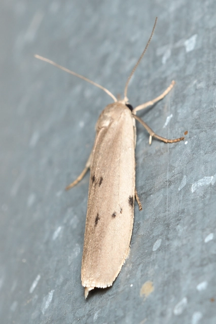 Pelosia muscerda - hamvas zuzmószövő