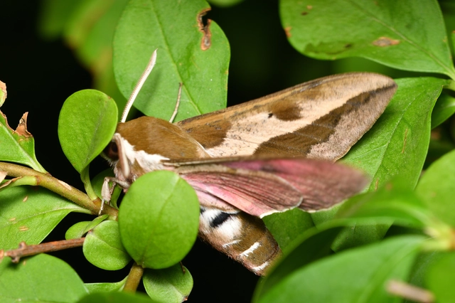 Hyles euphorbiae - kutyatejszender