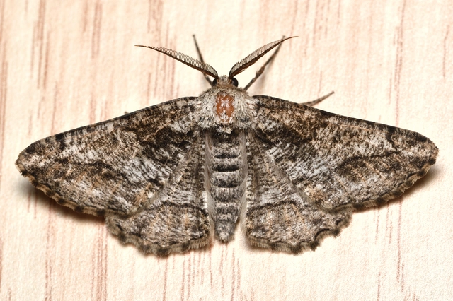 Synopsia sociaria - ürömaraszoló