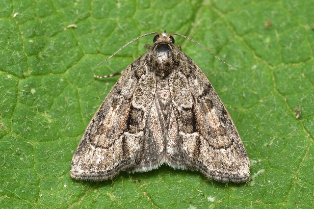 Cryphia fraudatricula - homoki zuzmóbagoly