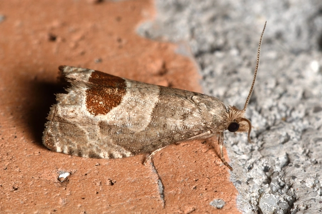 Notocelia uddmanniana - málnasodró tükrösmoly
