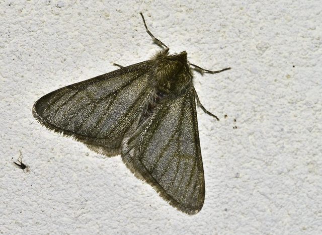 Apocheima pilosaria - zöldes tavasziaraszoló