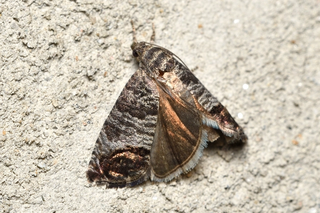 Cydia pomonella - almamoly