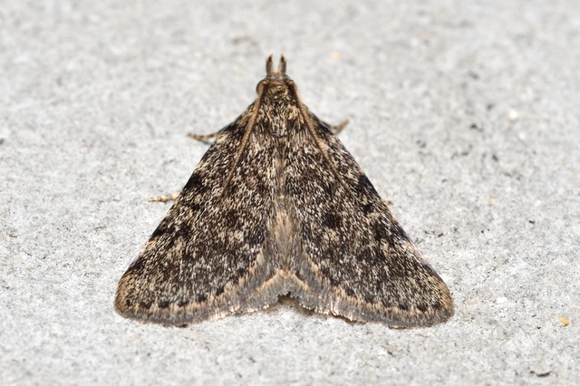 Aglossa pinguinalis - zsiradékmoly
