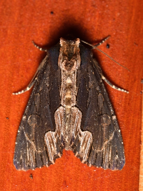 Dypterygia scabriuscula - szurokbarna nyáribagoly
