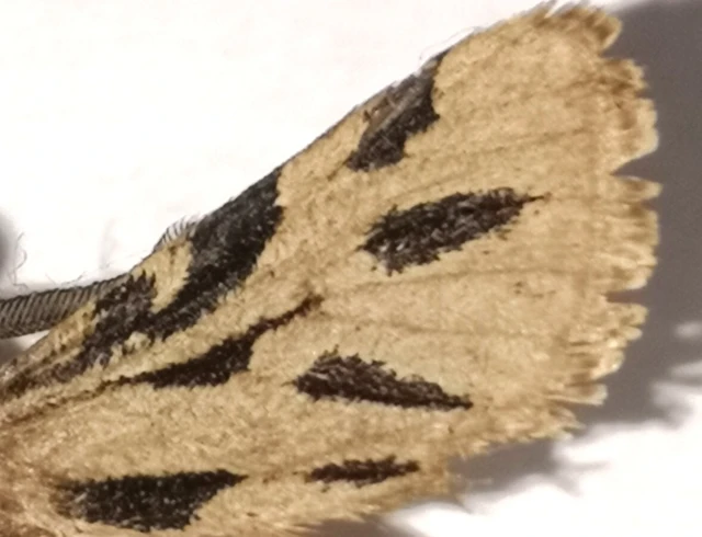 Ocnogyna parasita - csonkaszárnyú medvelepke