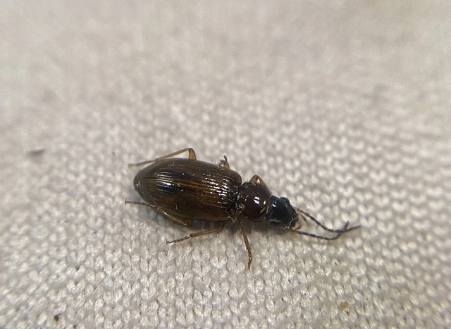 Dicheirotrichus placidus - pillásszemű szőrösfutó