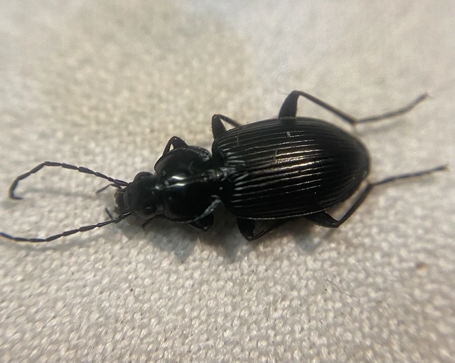 Agonum viduum - érces kisfutó Agonum viduum - érces kisfutó