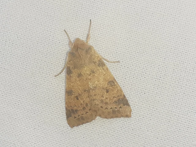 Cirrhia ocellaris - fakó sárgabagoly