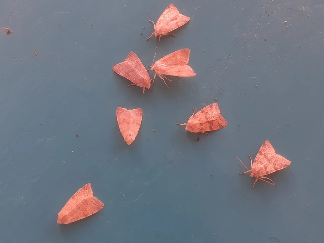 Cirrhia ocellaris - fakó sárgabagoly