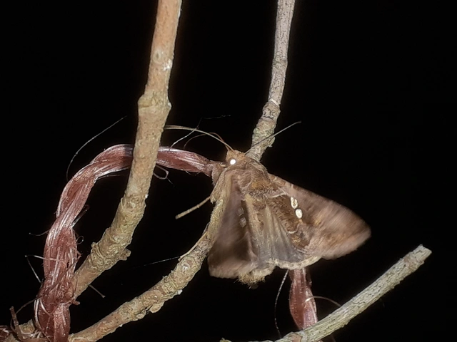 Chrysodeixis chalcites - déli aranybagoly