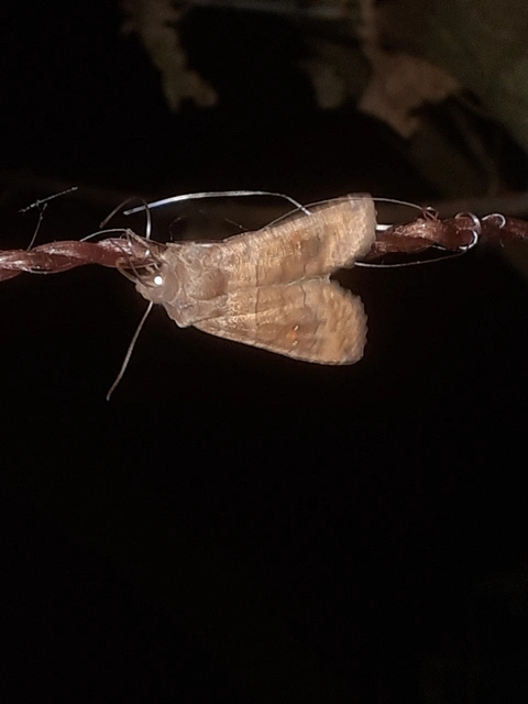 Eupsilia transversa - holdacskás télibagoly