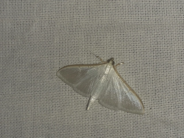 Palpita vitrealis - hófehér tűzmoly