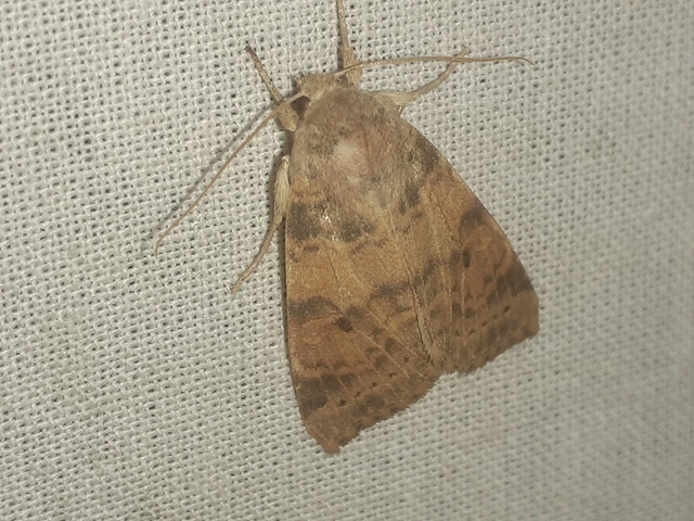 Cirrhia ocellaris - fakó sárgabagoly