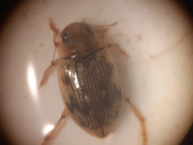 Nebrioporus canaliculatus - sárgás patakcsíkbogár