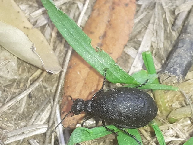 Meloe rugosus - ráncos nünüke