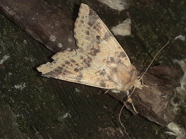 Cirrhia ocellaris - fakó sárgabagoly