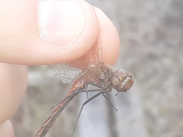 Sympetrum vulgatum - barkós katona-szitakötő