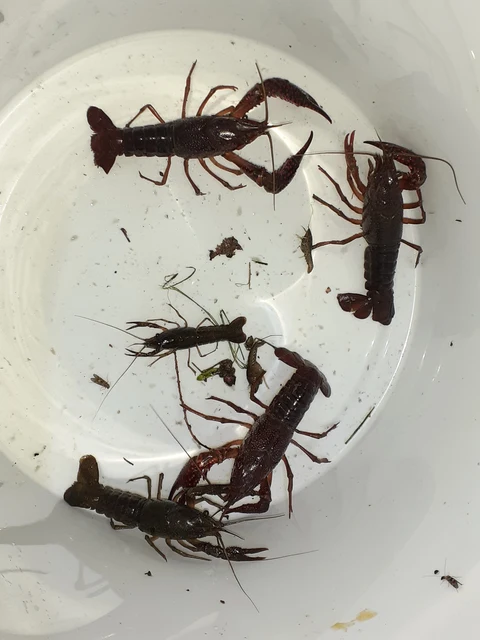 Procambarus clarkii - vörös mocsárrák