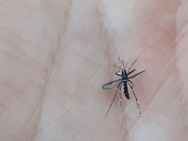 Aedes albopictus - ázsiai tigrisszúnyog