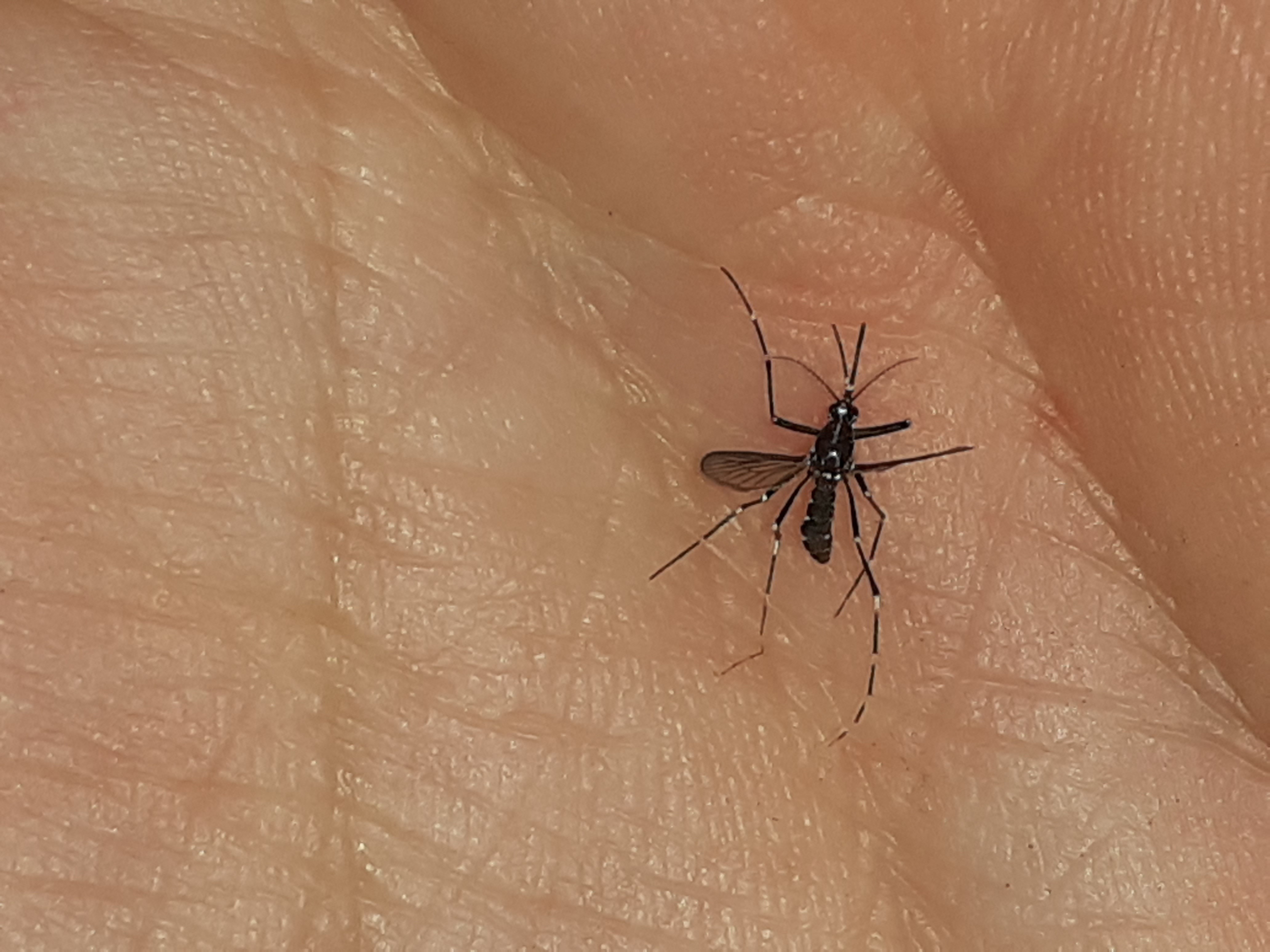 Aedes albopictus - ázsiai tigrisszúnyog