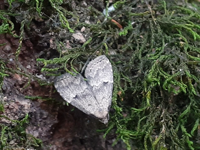 Hypenodes pannonica - pannon karcsúbagoly
