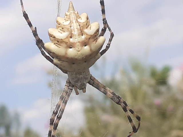 Argiope lobata - karéjos keresztespók