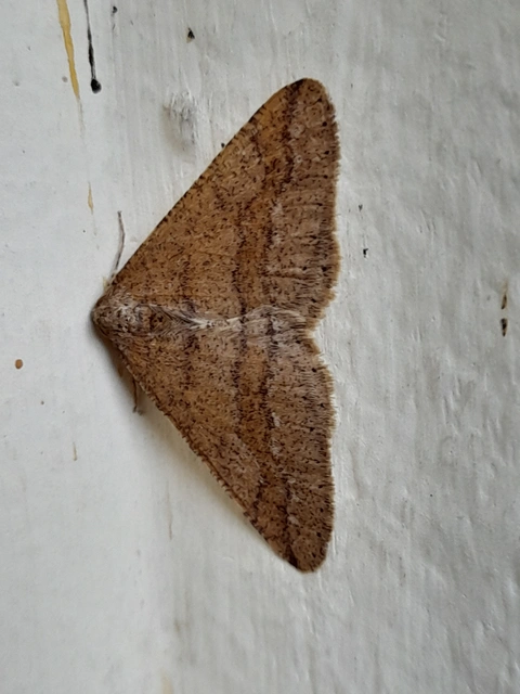 Agriopis marginaria - sárgás téliaraszoló