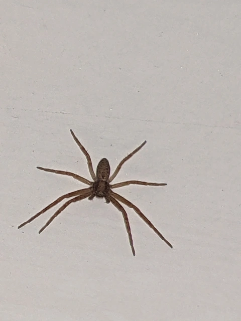 Philodromus
