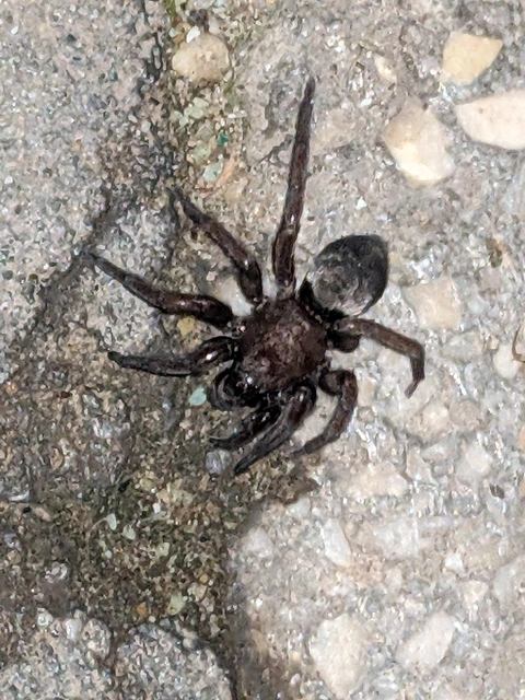 Gnaphosidae - kövipókok