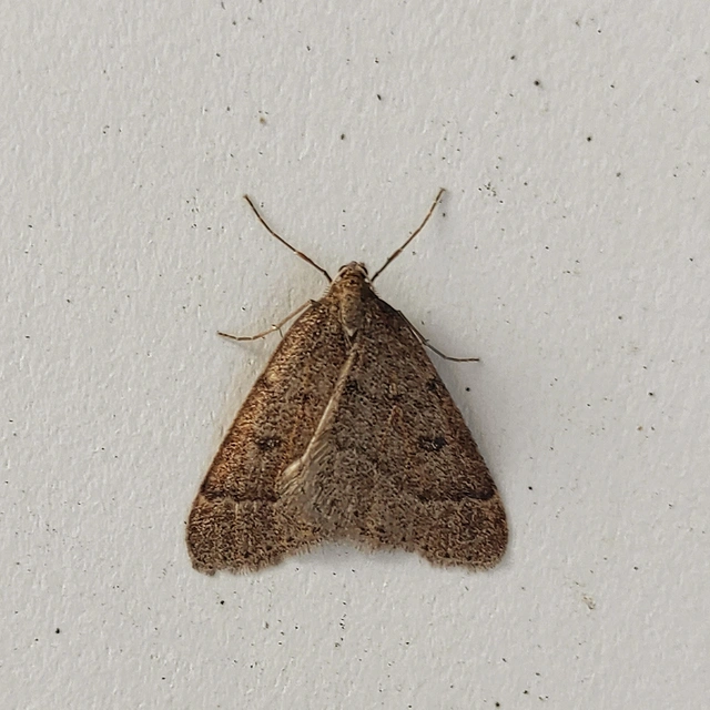Theria rupicapraria - tavaszi kökényaraszoló