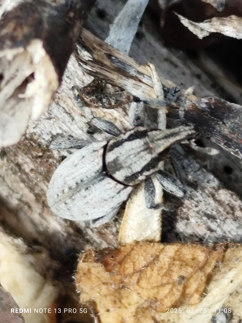 Pseudocleonus cinereus - hamvas barkó