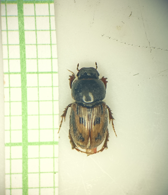 Aphodius distinctus - rajzos trágyabogár
