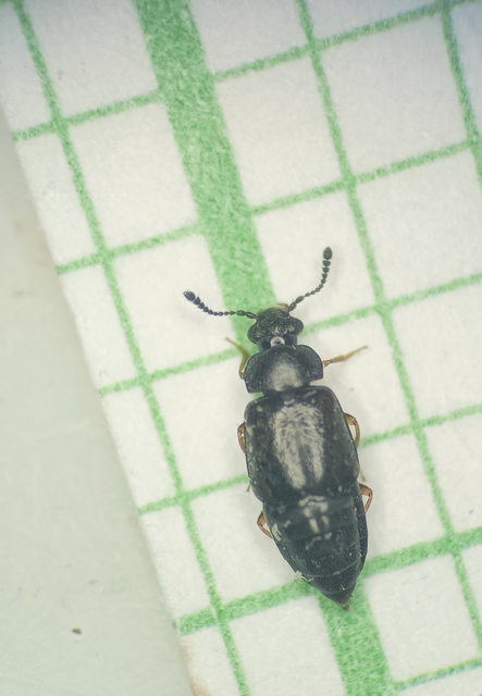 Proteinus ovalis - széles sutaholyva