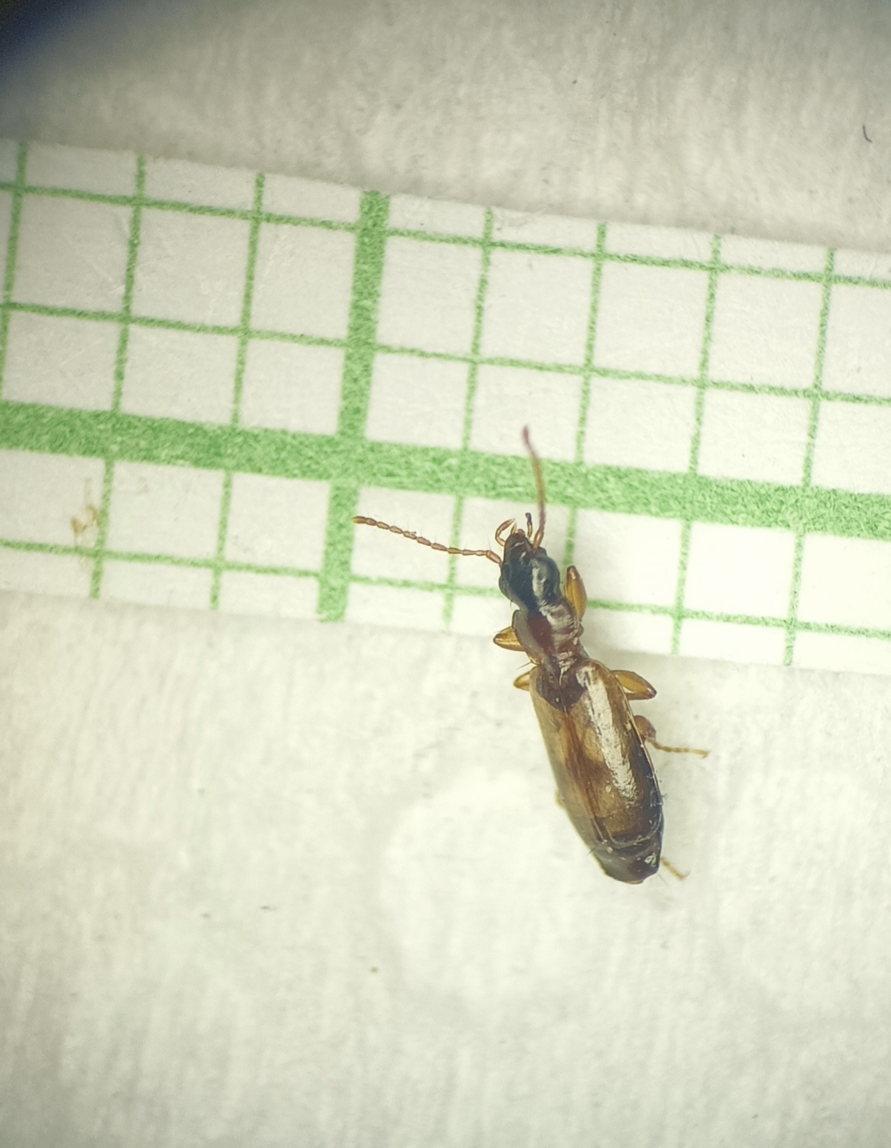 Philorhizus notatus