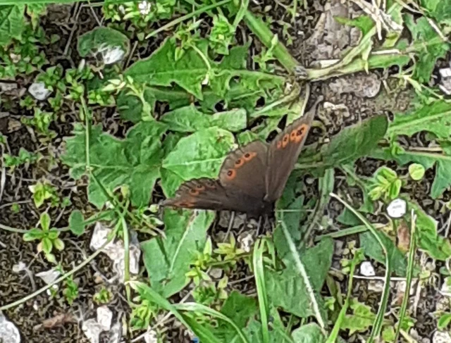 Erebia medusa - tavaszi szerecsenlepke