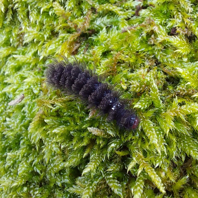 Amata phegea - fehérpettyes álcsüngőlepke