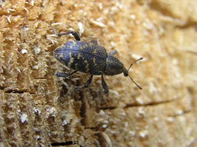 Hylobius abietis - nagy fenyvesormányos