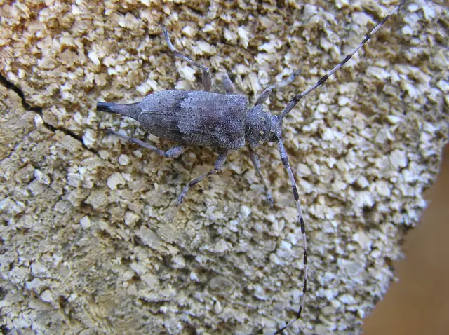 Acanthocinus aedilis - nagy daliáscincér
