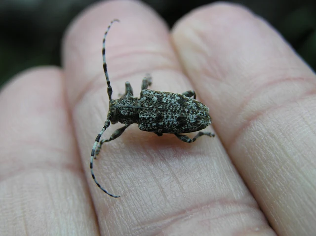 Aegomorphus clavipes - tarka cincér Aegomorphus clavipes - tarka cincér