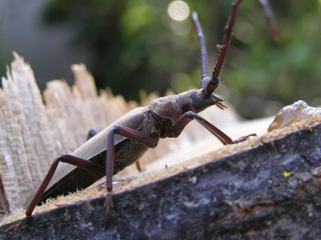 Aegosoma scabricorne - diófacincér