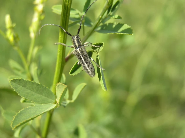 Agapanthia cardui - sávos bogáncscincér