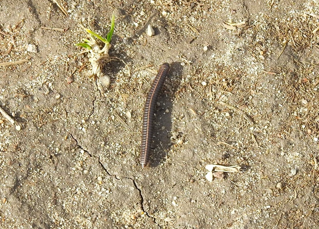 Diplopoda - Ikerszelvényesek